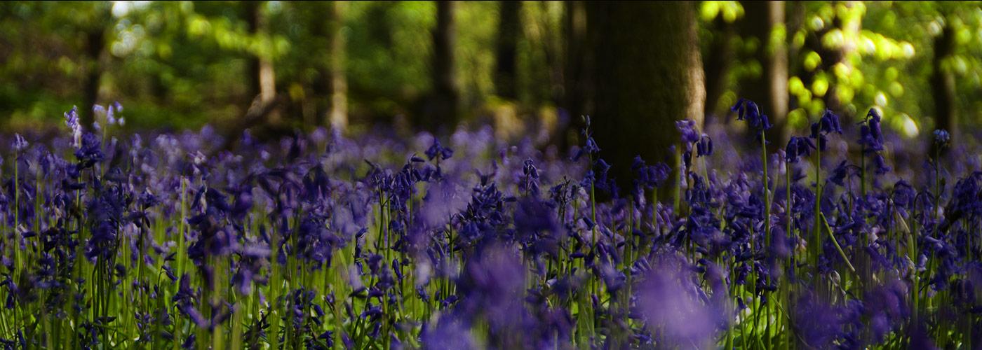 Bluebells
